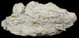 Blastoid (Pentremites) Fossil - Illinois #48656-1